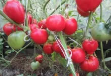 Tomate poartă comentarii ale labei și roșii foto și descrierea soiului, productivitatea