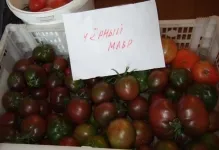 Tomate negru Moor, roșii și comentarii cu fotografii, caracterizarea și descrierea soiului