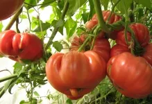 Tomate poartă comentarii ale labei și roșii foto și descrierea soiului, productivitatea