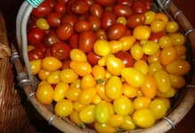 Tomate negru Moor, roșii și comentarii cu fotografii, caracterizarea și descrierea soiului