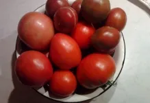 Tomate negru Moor, roșii și comentarii cu fotografii, caracterizarea și descrierea soiului
