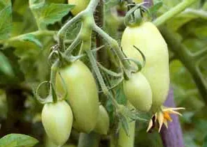 Tomate comentarii rachete, fotografii, care au plantat