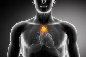 Thymus (timusul), ce este și în cazul în care hormonii și funcția