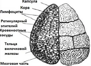 Thymus (timusul), ce este și în cazul în care hormonii și funcția