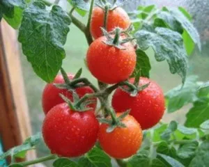 În cabana cultivarea mea tehnologie de casa de tomate (o lingura) Tehnologia de tomate în creștere în cabana de vară
