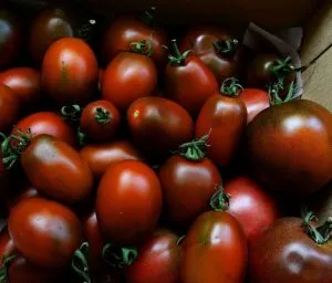 soiuri de tomate negru Moor de tomate, localizare, comentarii, fotografii și video