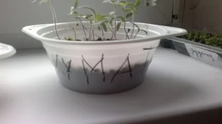 cultivare de tomate Kumata