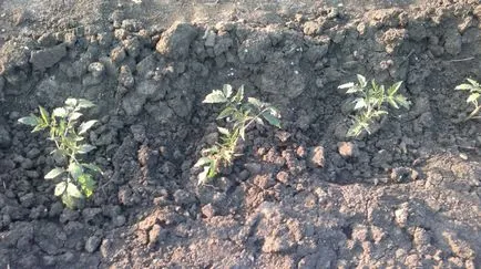 cultivare de tomate Kumata