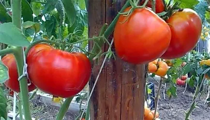 Tomate „Cardinal“ - comentarii, fotografii, descrierea și caracteristicile soiului (foto) Tomate „Cardinal“ - comentarii, fotografii, descrierea și caracteristicile soiurilor