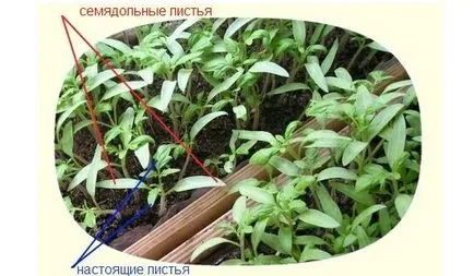 Plantarea roșii în câmp deschis, tehnologie, fotografie, selectați