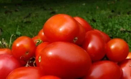 Tomate comentarii rachete, fotografii, care au plantat