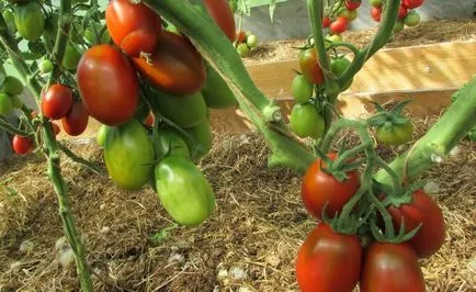 soiuri de tomate negru Moor de tomate, localizare, comentarii, fotografii și video