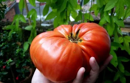 Tomate urs laba (50 poze) descrierea soiului de roșii, comentarii, video