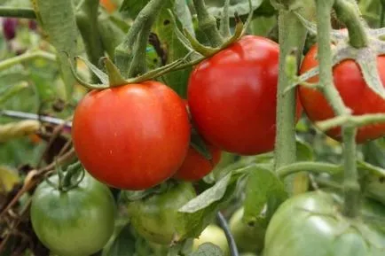 Tomate Caracterizarea și descrierea soiului „Cardinal“