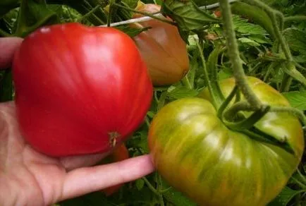 Tomate randament rating fotografie „labă de urs a lui“ (laba) Tomate „labă de urs“ randament evaluări fotografie