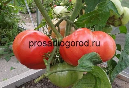 Tomate Descrierea urs labă a soiului, cultivarea de tomate caracteristic, fotografii și clipuri video (descriere) Tomate Descrierea urs labă a soiului, cultivarea de tomate caracteristic, foto și video
