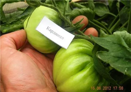 Tomate „Cardinal“ - comentarii, fotografii, descrierea și caracteristicile soiurilor (caietul de sarcini) Tomate „Cardinal“ - comentarii, fotografii, descrierea și caracteristicile soiurilor