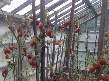 Tomate negru Moor, roșii și comentarii cu fotografii, caracterizarea și descrierea soiului