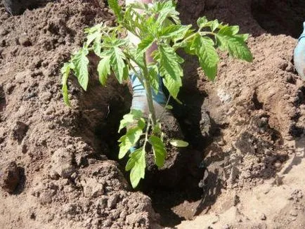 Tomate comentarii rachete, fotografii, care au plantat