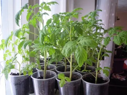 Tomate „Kumata“ descriere si caracterizare, de reproducere, fotografii