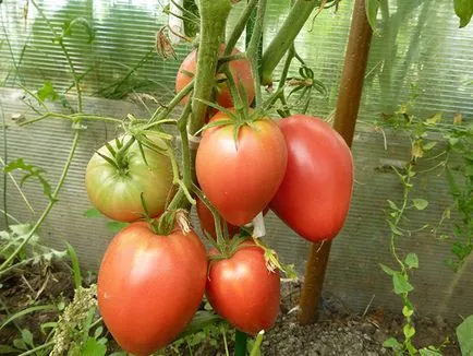 Tomate „cardinal“