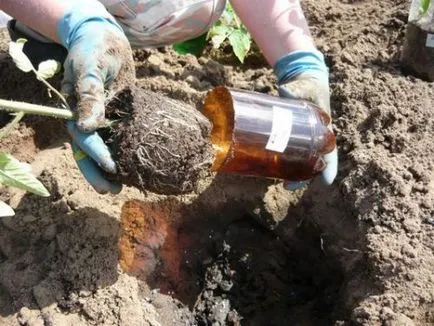 soiuri de tomate urs descriere labă, cultivare și aplicare (laba) Tomate Descrierea urs labă a soi, cultivarea și utilizarea