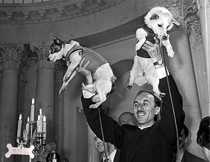 Top 10 cele mai renumite caini din lume (bine-cunoscute) Top 10 cele mai renumite caini din lume