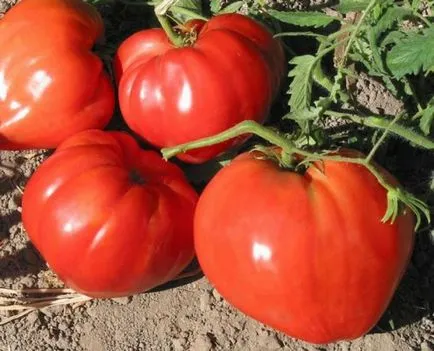 Tomate carne de vită inima caracterizarea și descrierea soiului, soi (soi) Tomate carne de vită inima caracterizarea și descrierea soiului, soi