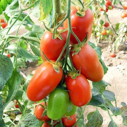 Tomate și rachete caracteristică descrierea soiului, fotografii, comentarii, în creștere de la semințe, video