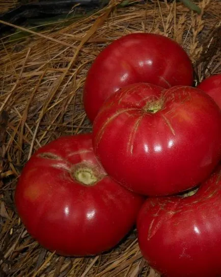 Tomate urs laba (50 poze) descrierea soiului de roșii, comentarii, video