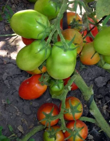 Tomate comentarii rachete, fotografii, care au plantat