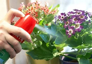 houseplants Thrips cu privire la modul de a face cu paraziți omnivore