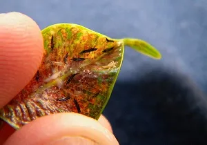 houseplants Thrips cu privire la modul de a face cu paraziți omnivore