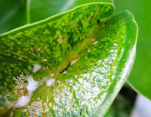 Thrips pe plante de interior și de control al acestora