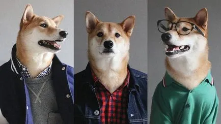 Top 5 caini celebri ai Internetului