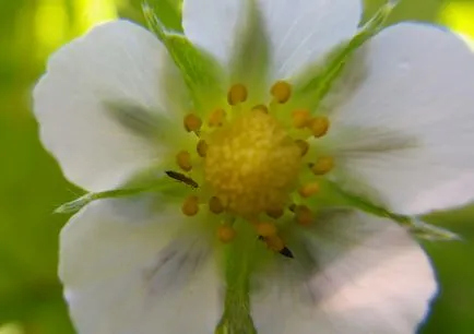 Thrips pe plante de interior și de control al acestora