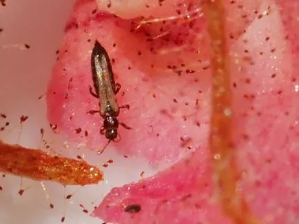 Thrips pe plante de interior și de control al acestora