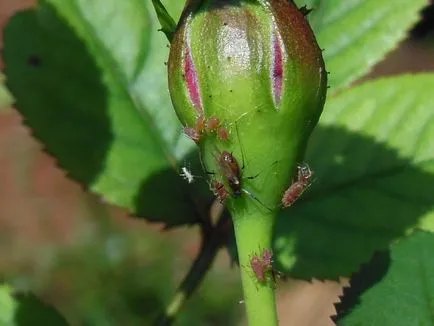Thrips pe plante de interior și de control al acestora
