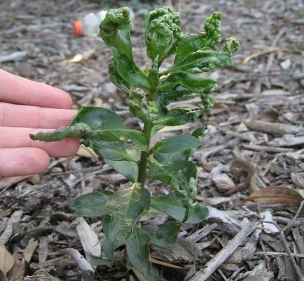 Thrips pe plante de interior și de control al acestora