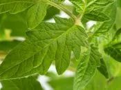 Pansamente chimice acoperi, remedii populare pentru a combate (chimice) Pansamente chimice acoperi, remedii populare pentru combaterea
