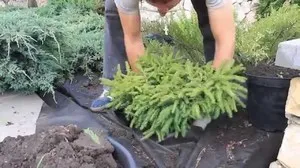 Thuja specii decorative, înmulțire prin butași în plantarea de toamnă (specii) Thuja specii decorative, înmulțire prin butași în plantarea de toamnă