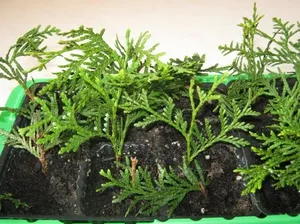 Thuja specii decorative, înmulțire prin butași în plantarea de toamnă (specii) Thuja specii decorative, înmulțire prin butași în plantarea de toamnă