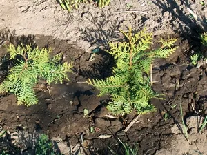 Thuja specii decorative, înmulțire prin butași în plantarea de toamnă (în toamnă) Thuja specii decorative, înmulțire prin butași în plantarea de toamnă
