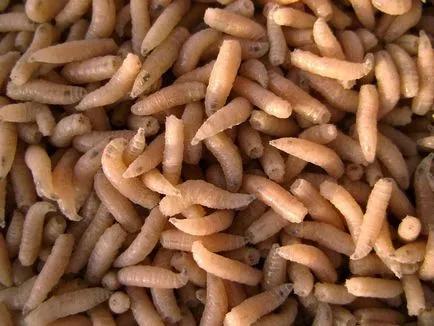Pansamente chimice acoperi, remedii populare pentru a combate (Fly) Pansamente chimice acoperi, remedii populare pentru combaterea