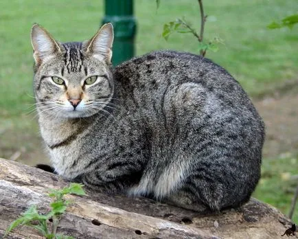 Cat turcă Descriere fizică și trăsături de caracter
