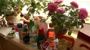 Îngrășăminte pentru fertilizarea plantelor de interior la domiciliu (îngrășămînt) Îngrășăminte pentru plante de interior fertiliza la domiciliu