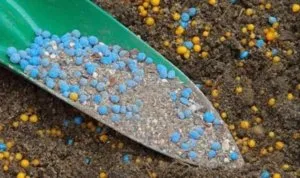 răsaduri de piper îngrășămînt decât piper hrana după plantare în sol (îngrășăminte) Fertilizarea răsaduri de pepper pepper decât hrana după Pat