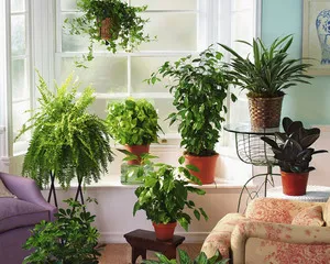 Îngrășăminte pentru fertilizarea plantelor de interior la domiciliu (plante) Îngrășăminte pentru plante de interior fertiliza la domiciliu