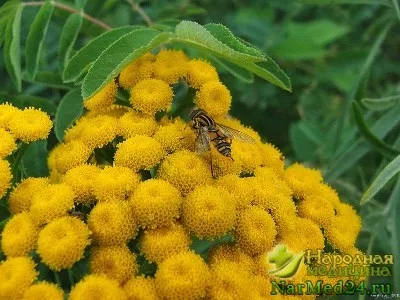 Consolidarea rețete de păr, măști și balsamuri de casă (consolidarea) Consolidarea par rețete, măști și balsamuri de casă