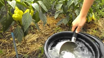 răsaduri de piper îngrășămînt decât piper furaje după Pat (ardei) Fertilizarea răsaduri de pepper pepper decât hrana după Pat